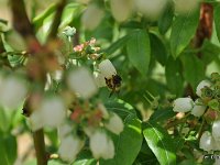 Murarka na borówce 3